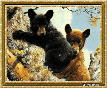 медвежата